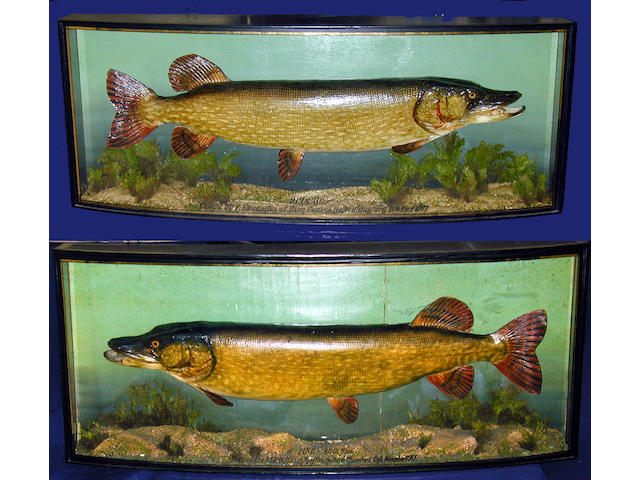 Two Pike both caught on the same day, mounted in opposite directions, set in two gilt lined bow front cases