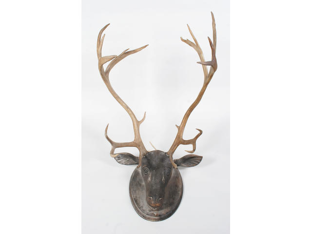 A 19th century carved hardwood stag's head