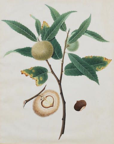 Company School, circa 1820 Sweet Chestnut (Castanea sativa) 37 x 29 cm. (14&#189; x 11&#189; in.) together with three studies of tropical fruits by the same hand, similar (4)