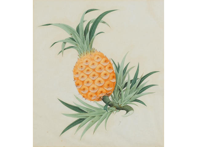 Company School, circa 1835 Study of a pineapple, 32 x 28cm.