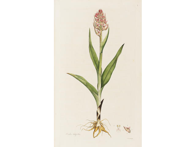 CURTIS (WILLIAM) Flora Londinensis: Or, Plates and Descriptions of Such Plants as Grow Wild in the Environs of London, Fascicles 1-5 only (of 6), in 4 vol.
