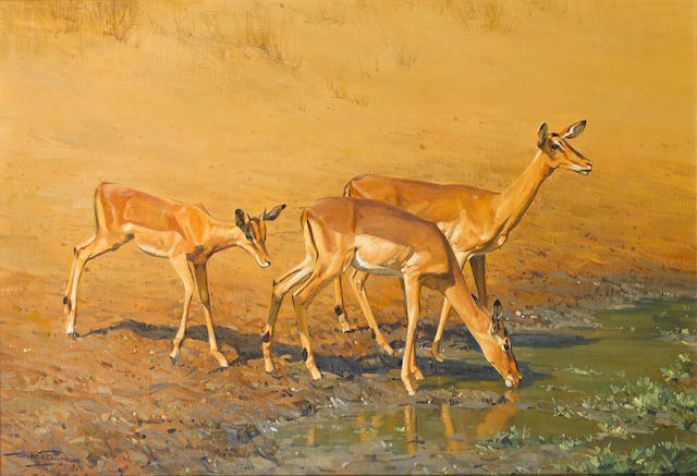 Dino Paravano (South African, born 1935) Impalas drinking at a waterhole 61 x 91.5 cm. (24 x 36 in.)