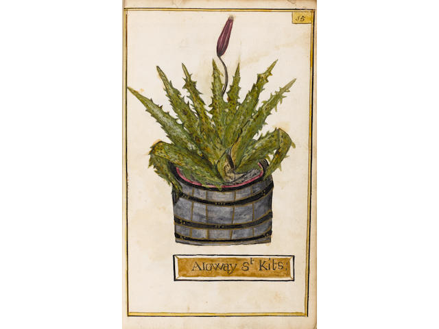HERBAL, MANUSCRIPT Catalogus plantarum, a manuscript herbal