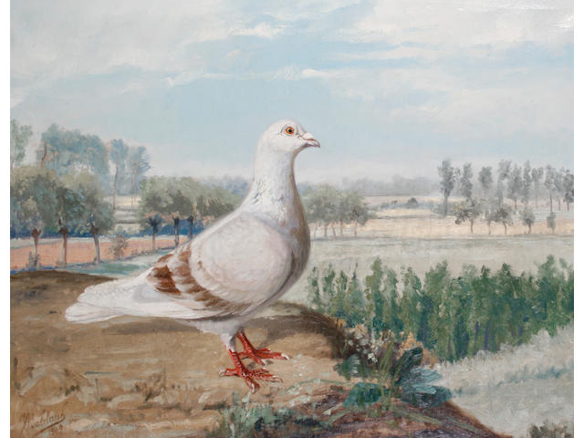 J. Baldauf (Austrian, late 19th/early 20th Century) Pigeon perched on a bank with trees beyond 46.5 x 58.5cm.