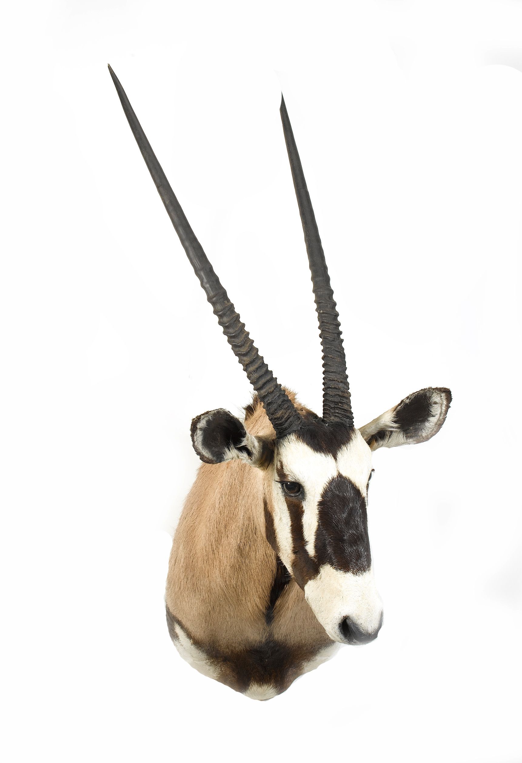 An Oryx head