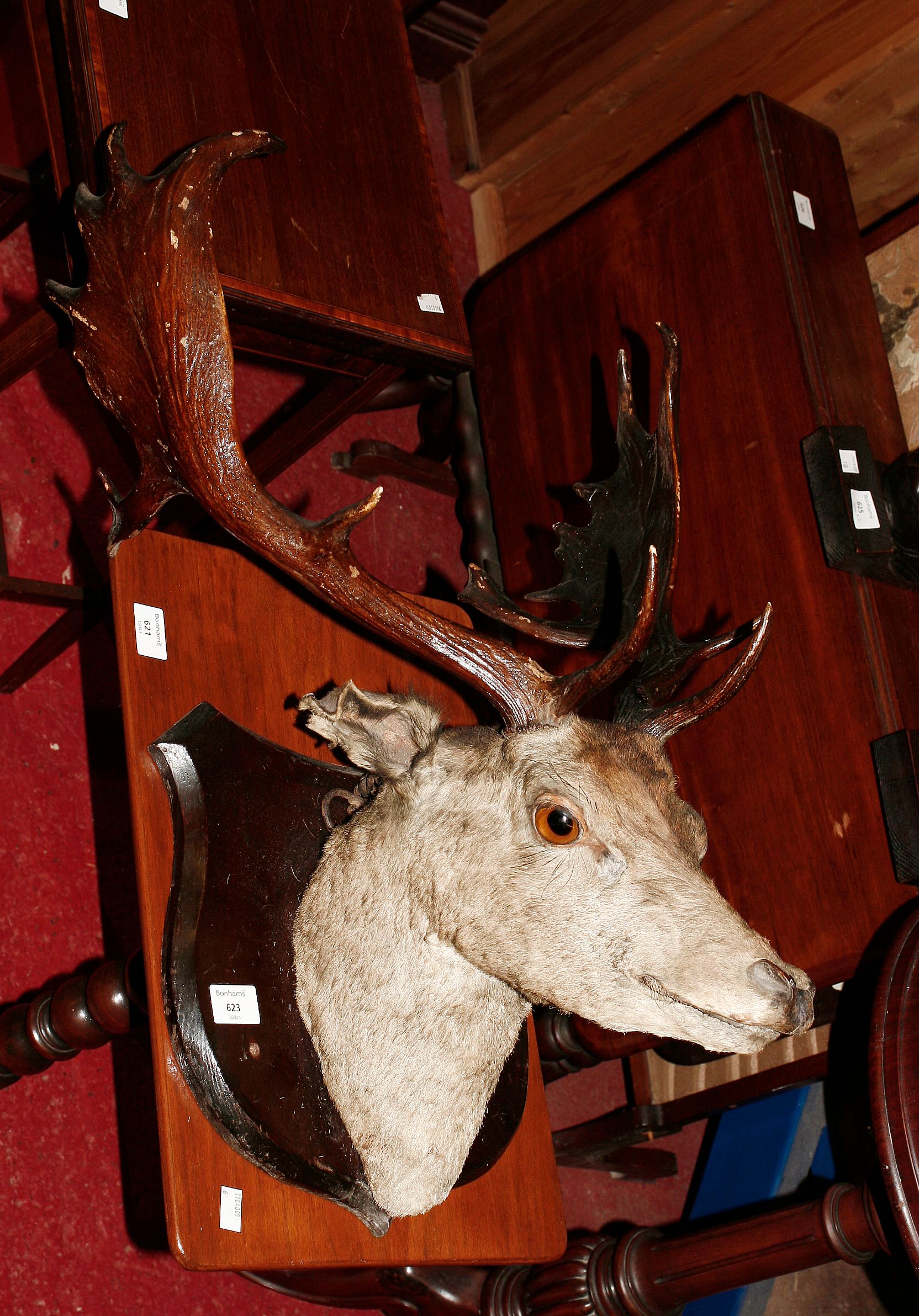 A Stags head