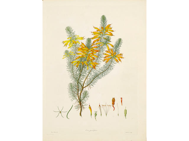 BAUER (FRANZ ANDREAS) [Delineations of Exotick Plants, Cultivated in the Royal Gardens at Kew, Drawn and Coloured and the Botanical Characters]