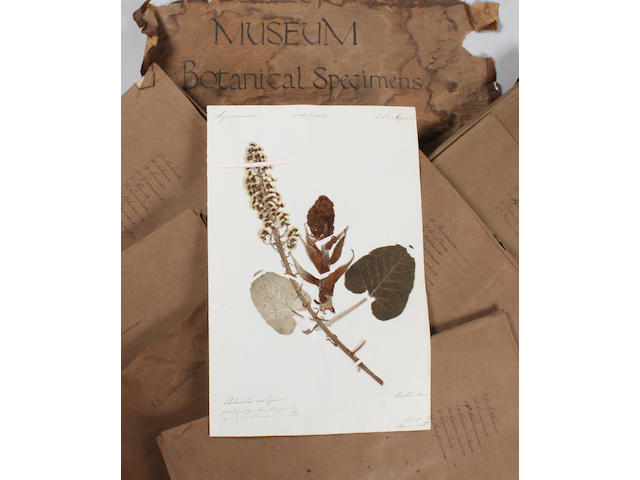 A lost 19th century Oxford Flora: An interesting collection of pressed botanical specimens presented to the Abbey and recorded in a letter dated 16th May 1899