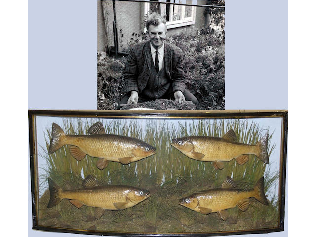 A large case of four Chub mounted in a bow front gilt lined case