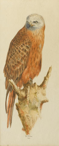 Dr Edward Adrian Wilson (British, 1872-1912) A red kite on a perch