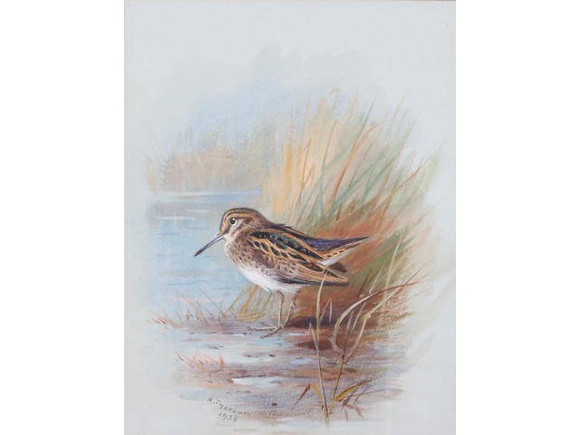 Archibald Thorburn (British, 1860-1935) A snipe amongst reeds