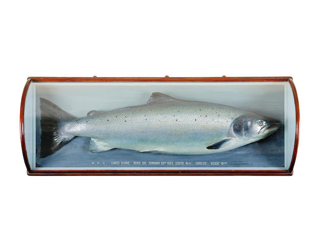 An impressive Malloch cased salmon trophy P.D Malloch, Perth