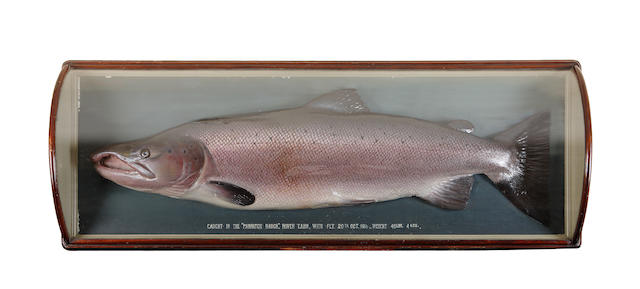 A rare Malloch salmon trophy