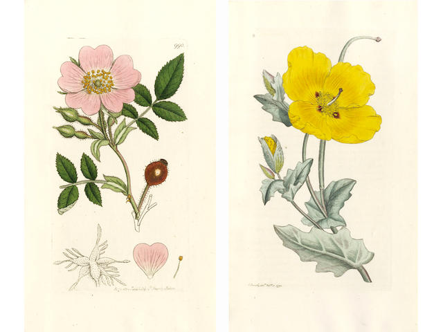 SOWERBY (JAMES) English Botany; or, Coloured Figures of British Plants, with Their Essential Characters, Synonyms, and Places of Growth, 36 vol. in 24