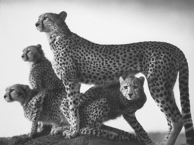 Nick Brandt (British, born 1966) Cheetah and Cubs, Masaai Mara, 2003