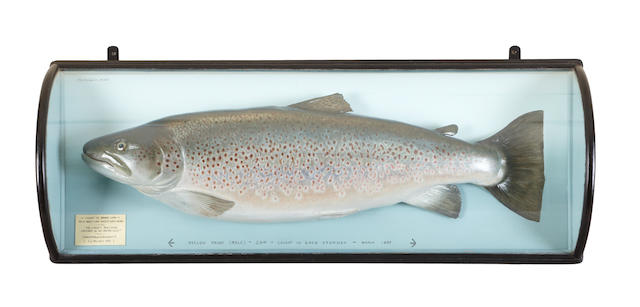 The former British Record trout, a Malloch cased trophyP.D.Malloch, Perth