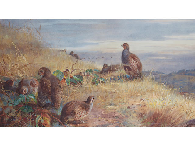 Archibald Thorburn (British, 1860-1935) The covey at daybreak - Partridges
