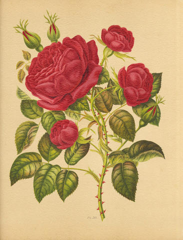 HARIOT (PAUL) Le livre d'or des roses. Iconographie, histoire et culture de la rose