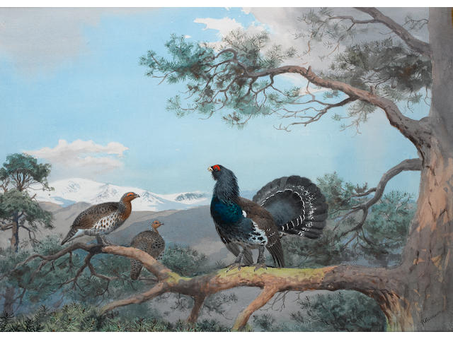 John Cyril Harrison (British, 1898-1985) Cock of the woods: Capercaillie in a pine forest