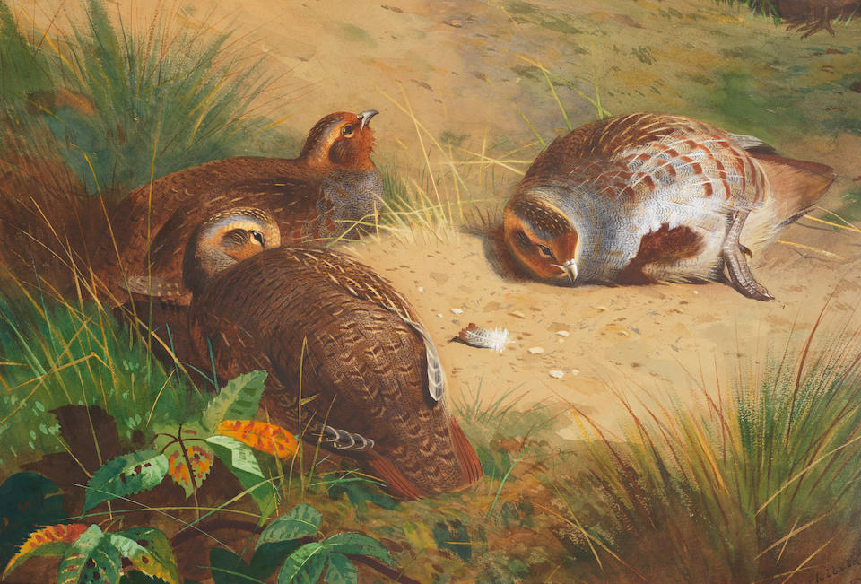 Archibald Thorburn (British, 1860-1935) Partridge resting
