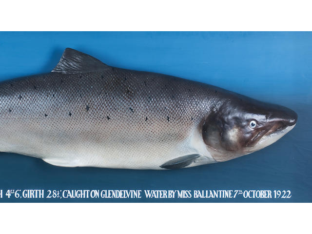 The British Record Salmon, Caught by Miss Ballantine on 7th October 1922