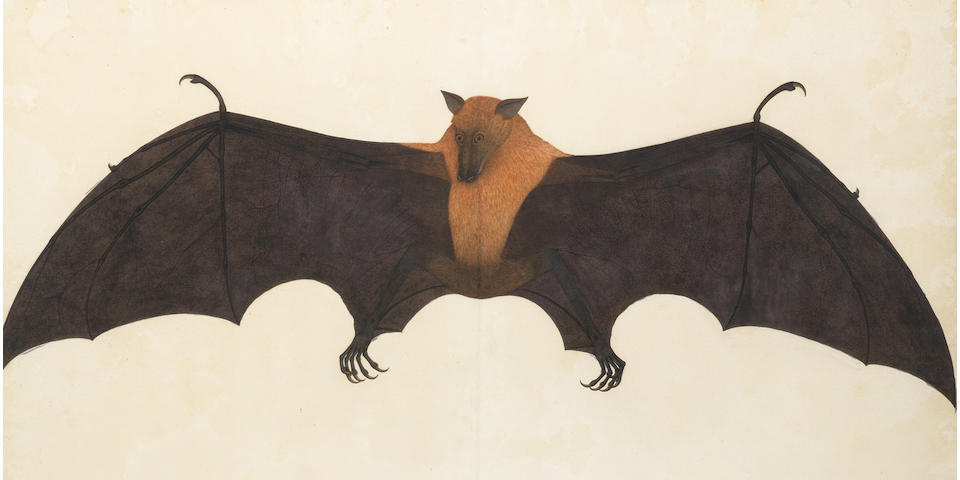 A painting from the Impey Album, by the artist Bhawani Das: a Great Indian Fruit Bat, or Flying Fox (Pteropus giganteus) Calcutta, circa 1778-82