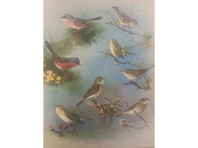 THORBURN (ARCHIBALD) British Birds, 4 vol., NUMBER 38 OF 105 LARGE PAPER COPES, Longmans, Green, 1915-1916; with another large paper copy of volume one (5)