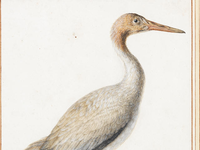 Vincenzo Leonardi (Rome 1589-1657) Study of a Juvenile Crane (Gruidae)