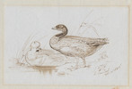 Thumbnail of LEAR (EDWARD) Group of four autograph drawings by Lear, drawn for the family of his childhood friend Fanny Drewitt of Peppering House, Dorset, and her husband George Coombe, including Ye Owly Pussey-catte and a nonsense drawing of Mr and Mrs Crocodile with other watercolours and drawings (one possibly by Lear) in a partly disbound album image 3