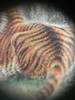 Thumbnail of A Chinese inside-painted 'tiger' rock crystal snuff bottle Attributed to Liu Shouben, dated by inscirption 1969 image 3