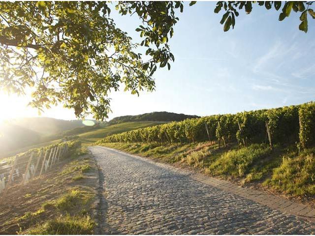 Germany, VIP meet and treat at Germany's top wineries, accompanied by German Masters of Wine