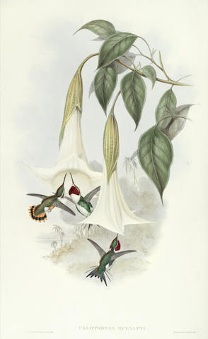 GOULD (JOHN) A Monograph of the Trochilidae, or Family of Humming-Birds, 5 vol., FIRST EDITION, by the Author, [1849]-1861