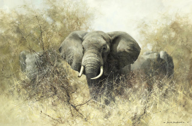 David Shepherd C.B.E. (British, 1931-2017) Elephants in Thorn Scrub