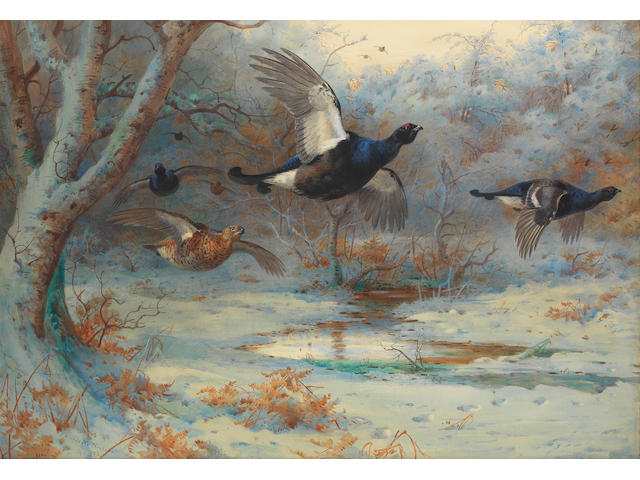 Archibald Thorburn (British, 1860-1935) Blackgame in woodland, winter