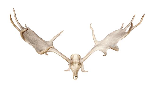 A pair of 'Irish Elk' or Giant Deer antlers  Megaloceros giganteus