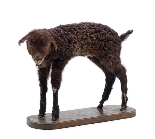 A taxidermy mounted young goat