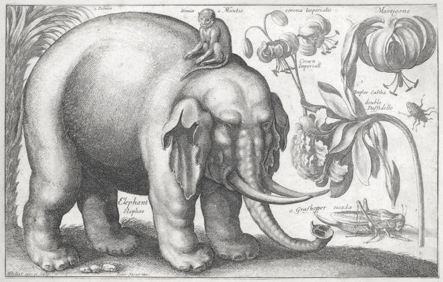 Wenceslaus Hollar (1607-1677) Study of an Elephant Engraving, circa 1663, trimmed to the borderline, 165 x 265mm (SH); together with two etchings after D&#252;rer, 'Study of a Lion', 1645, trimmed to the plate, 94 x 125mm (PL) and 'Study of a Stag', 1649, with partial unidentified watermark, trimmed inside the platemark, 86 x 114mm (SH); etching after Leonardo,'Naked Male Torso Seen from Behind' (P.1768; NH.791), 1645, the only state, with small margins, 78 x 52mm (PL); two etchings after Jan Bruegel the Elder, 'Landscape with an Angler' (P.1214, NH.1103), 1650, with small margins, 122 x 177mm (PL), and 'Four Windmills' (P.1215, NH.1104), with watermark Arms of Amsterdam, trimmed to the border, 110 x 170mm (I), plus one engraving by Adriaen Collaert (1560-1618) after Hans Bol, 'August, from The Twelve Months', circa 1580, with watermark N, trimmed to the roundel, 140mm (I), all on laid (7)