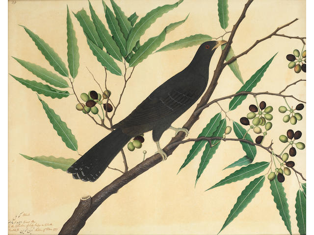 A study of a bird perched on the branch of a flowering plant, by Shaykh Zayn al-Din, from the collection of Lady Impey Company School, Calcutta, dated 1777