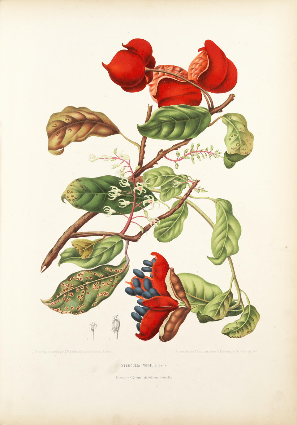 HOOLA VAN NOOTEN (BERTHE) Fleurs, fruits et feuillages choisies de l'Ile de Java peints d'apr&#232;s nature, Brussels, C. Muquart, [1885]