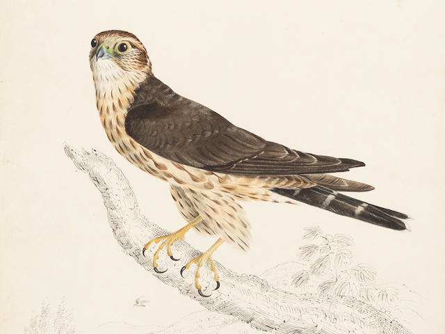 William Pope (British/Canadian, 1811-1902) An extensive archive of fifty-four Canadian animal studies, comprised of forty ornithological studies and fourteen ichthyological studies 50 x 33.8cm (19 3/4 x 13 1/4in) and smaller. (54) unframed