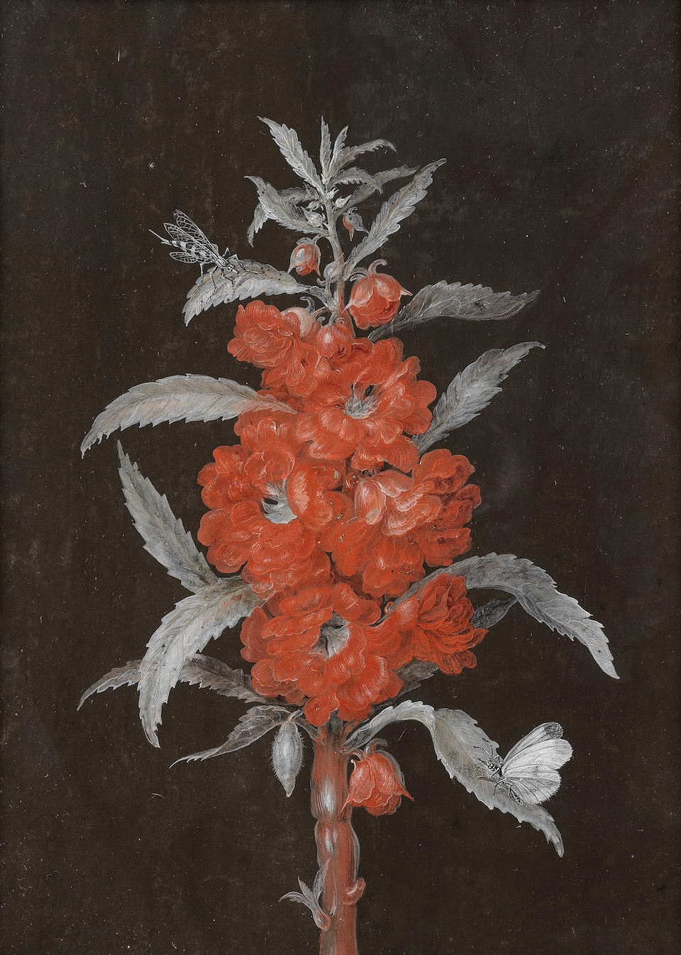 A Member of the Dietzsch Family (active Germany, 18th Century) A branch of orange blossom with a moth and a beetle (and three others, wallflowers with insects; a spike of red flowers with insects; and a spike of pink flowers with a moth, a dragonfly and a beetle (4))