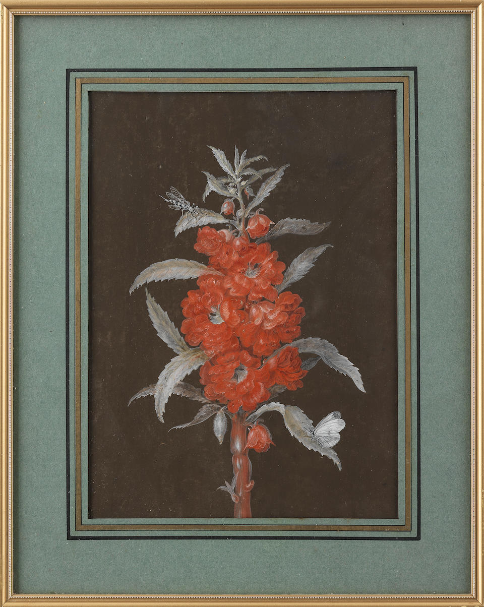 A Member of the Dietzsch Family (active Germany, 18th Century) A branch of orange blossom with a moth and a beetle (and three others, wallflowers with insects; a spike of red flowers with insects; and a spike of pink flowers with a moth, a dragonfly and a beetle (4))