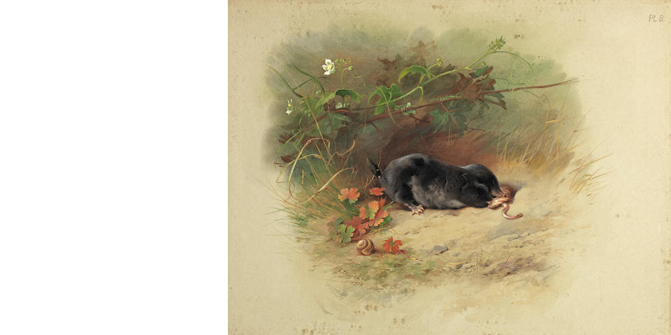 Archibald Thorburn (British, 1860-1935) Study of a mole
