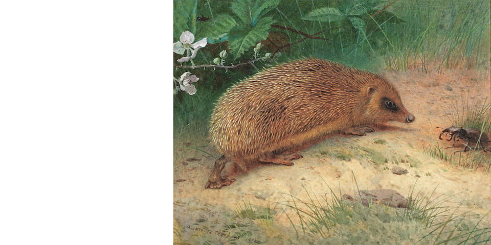 Archibald Thorburn (British, 1860-1935) 'The hedgehog'