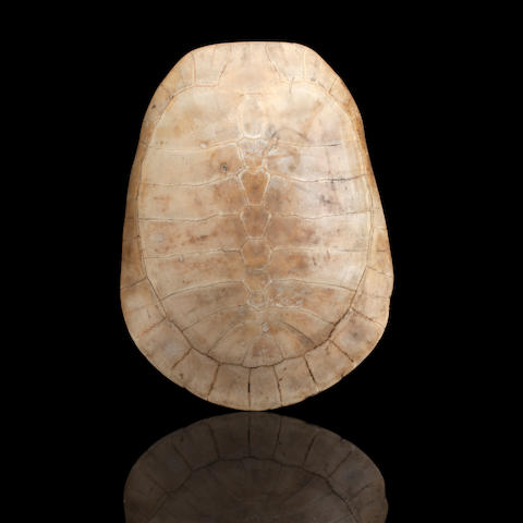 A BLONDE TURTLE SHELL CARAPACE