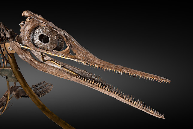 Exceptionnel squelette tridimensionnel d'ichthyosaure francais Exceptional French 3-Dimensional Ichthyosaur Skeleton image 8