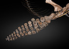 Thumbnail of Exceptionnel squelette tridimensionnel d'ichthyosaure francais Exceptional French 3-Dimensional Ichthyosaur Skeleton image 7