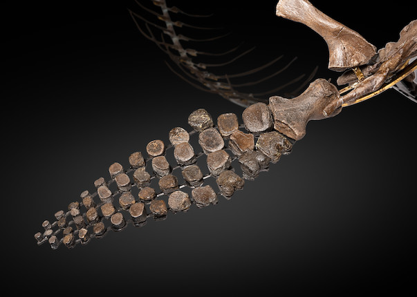 Exceptionnel squelette tridimensionnel d'ichthyosaure francais Exceptional French 3-Dimensional Ichthyosaur Skeleton image 7