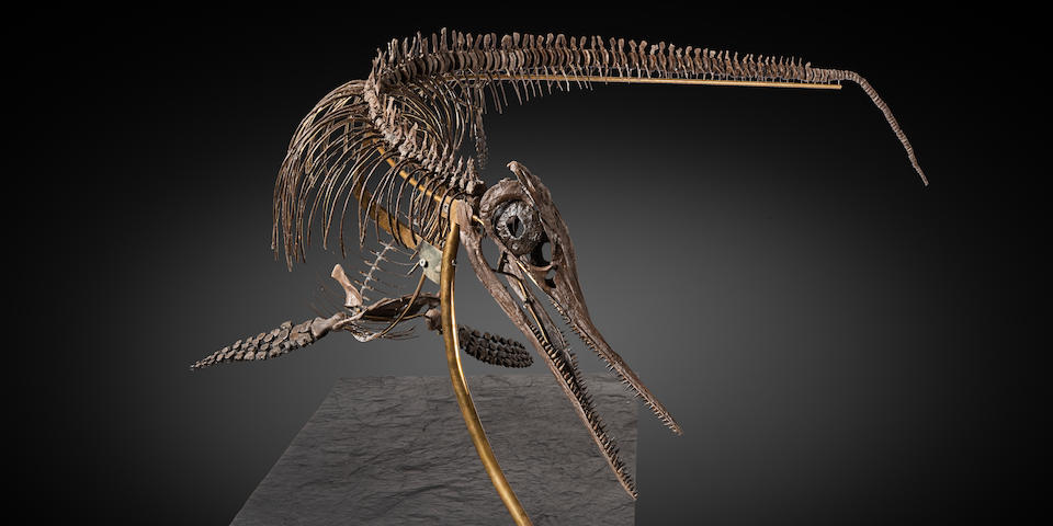 Exceptionnel squelette tridimensionnel d'ichthyosaure francais Exceptional French 3-Dimensional Ichthyosaur Skeleton