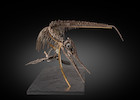 Thumbnail of Exceptionnel squelette tridimensionnel d'ichthyosaure francais Exceptional French 3-Dimensional Ichthyosaur Skeleton image 6